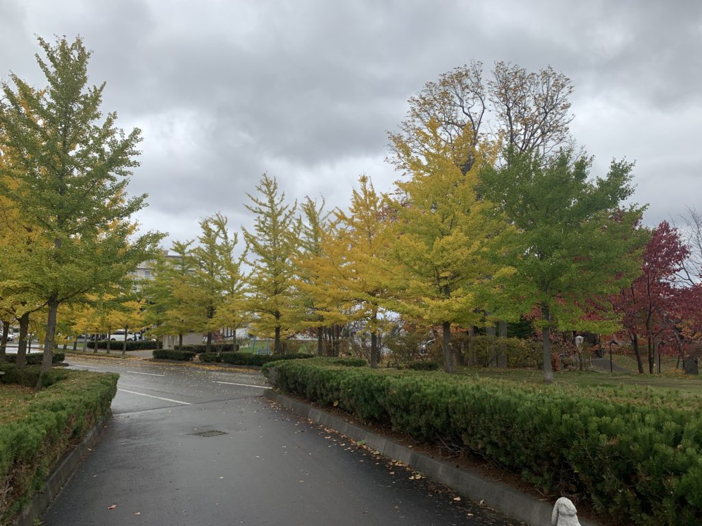 2020年10月の網走公園　黄色く色づいた銀杏並木